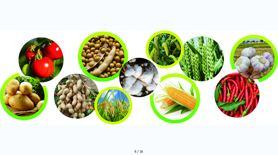 鲜食玉米种的创新培育与市场拓展策略